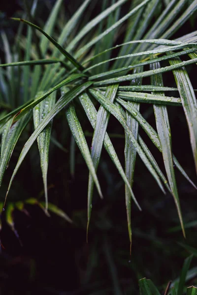 Palm Frond Raindrops Tropical Storm Close Shot Extremely Shallow Depth — Foto de Stock