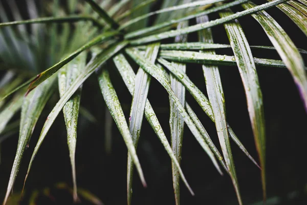 Tropik bir fırtınadan kalma yağmur damlalarıyla dolu palmiye yaprakları, son derece sığ alan derinliğine yakın çekim