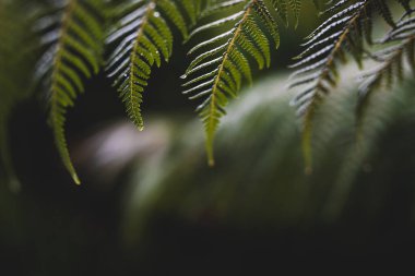 Yapraklarında yağmur damlaları olan eğreltiotu yaprakları, son derece sığ alan derinliğine yakın çekim