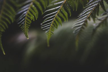 Yapraklarında yağmur damlaları olan eğreltiotu yaprakları, son derece sığ alan derinliğine yakın çekim