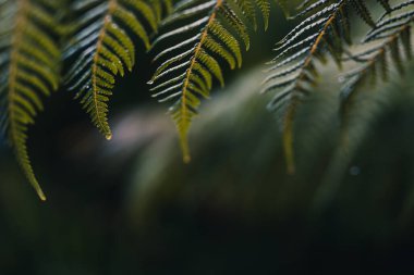 Yapraklarında yağmur damlaları olan eğreltiotu yaprakları, son derece sığ alan derinliğine yakın çekim