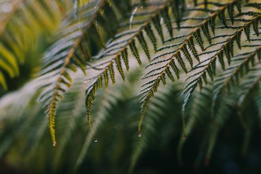 Yapraklarında yağmur damlaları olan eğreltiotu yaprakları, son derece sığ alan derinliğine yakın çekim