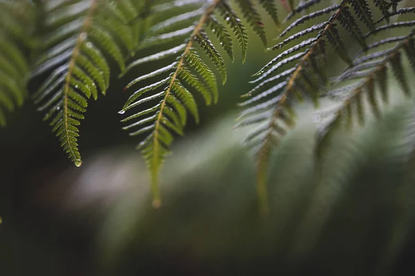 Fern Frond Rain Drops Its Leaves Close Shot Extremely Shallow — Stok fotoğraf