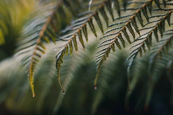 Fern Frond Rain Drops Its Leaves Close Shot Extremely Shallow — Stok fotoğraf