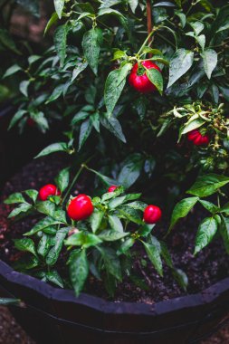 Yapraklarında yağmur damlaları olan çan biberi bitkisinin yakın çekimi sığ bir tarlada sebze bahçesinde çekiliyor.