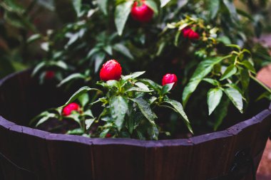 Yapraklarında yağmur damlaları olan çan biberi bitkisinin yakın çekimi sığ bir tarlada sebze bahçesinde çekiliyor.