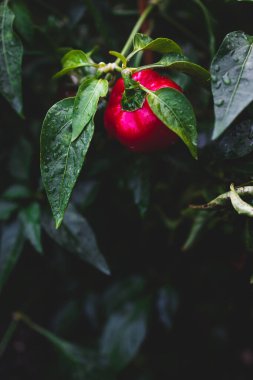 Yapraklarında yağmur damlaları olan çan biberi bitkisinin yakın çekimi sığ bir tarlada sebze bahçesinde çekiliyor.