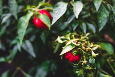 Yapraklarında yağmur damlaları olan çan biberi bitkisinin yakın çekimi sığ bir tarlada sebze bahçesinde çekiliyor.