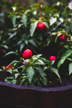 Yapraklarında yağmur damlaları olan çan biberi bitkisinin yakın çekimi sığ bir tarlada sebze bahçesinde çekiliyor.