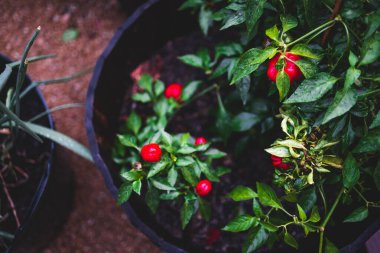 Yapraklarında yağmur damlaları olan çan biberi bitkisinin yakın çekimi sığ bir tarlada sebze bahçesinde çekiliyor.