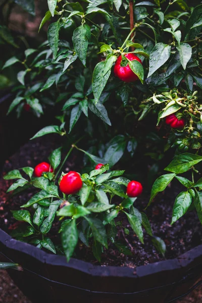 Yapraklarında yağmur damlaları olan çan biberi bitkisinin yakın çekimi sığ bir tarlada sebze bahçesinde çekiliyor.