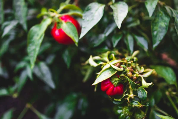 Yapraklarında yağmur damlaları olan çan biberi bitkisinin yakın çekimi sığ bir tarlada sebze bahçesinde çekiliyor.