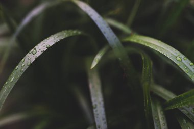 Avustralya yerlisi Dianella Tazmanica keten zambaklı bitki tropikal arka bahçede yağmur damlalarıyla kaplı, sığ alan derinliğine yakın çekim