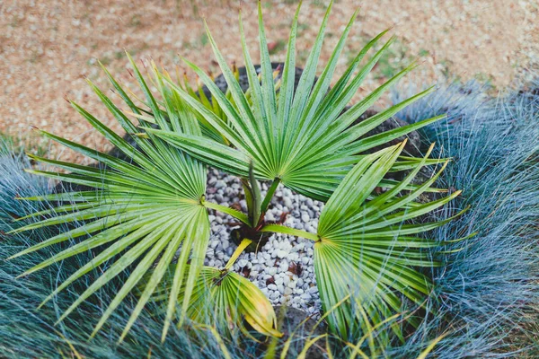 Tropikal arka bahçede yağmur damlalarıyla kaplı Çinli hayran palmiyesi, sığ alan derinliğine yakın çekim