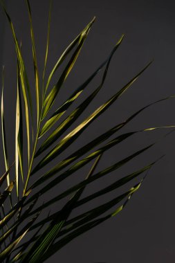 Pencere kenarındaki saksılarda bulunan bir bitkinin palmiye yaprağı koyu huysuz tonlar ve zıt güneş ışığı ile sığ alan derinliğine yakın çekim