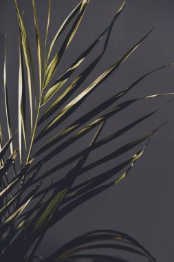 Pencere kenarındaki saksılarda bulunan bir bitkinin palmiye yaprağı koyu huysuz tonlar ve zıt güneş ışığı ile sığ alan derinliğine yakın çekim