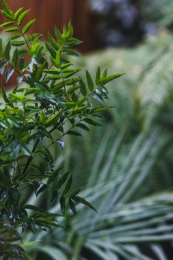 Tropikal arka bahçedeki tekoma bitkisi bitki ve eğreltiotu bokeh ile sığ alan derinliğine yakın çekim