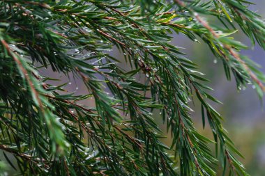Yerli Avustralya kalistemon bitkisi açık havada tropikal yağmur damlaları ile sığ alan derinliğinde çekim