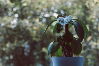 Frangipani bitkisi evin içinde, pencerenin yanında, arka bahçesinde ağaçlık alanda sığ bir derinlikte çekilmiş.