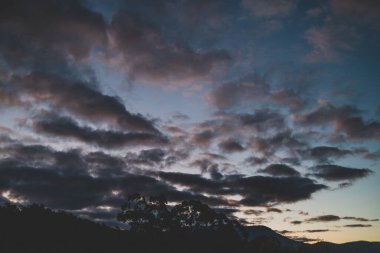 Tazmanya 'da çekilmiş okaliptüs ağacı siluetleriyle dağların üzerinde görkemli mor günbatımı.