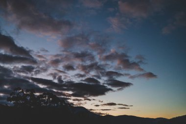 Tazmanya 'da çekilmiş okaliptüs ağacı siluetleriyle dağların üzerinde görkemli mor günbatımı.