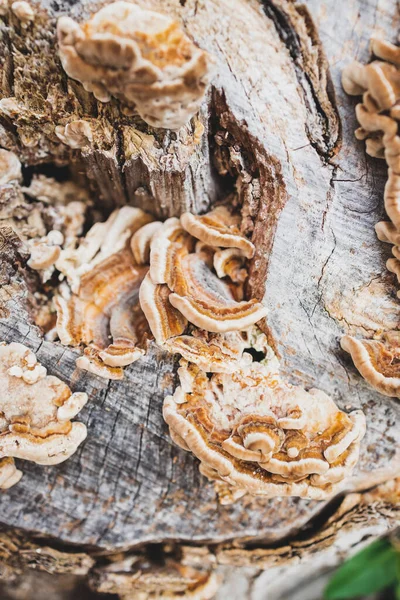 Fungus Mushroom Growth Dead Tree Stump Close Shot Shallow Depth — Stockfoto