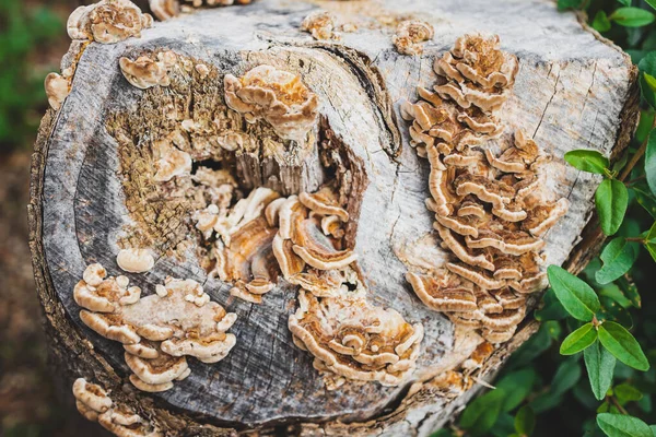 Fungus Mushroom Growth Dead Tree Stump Close Shot Shallow Depth — Stockfoto