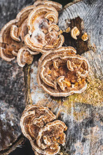 Fungus Mushroom Growth Dead Tree Stump Close Shot Shallow Depth — Stockfoto