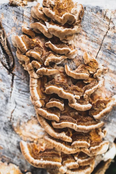 Fungus Mushroom Growth Dead Tree Stump Close Shot Shallow Depth — Stockfoto