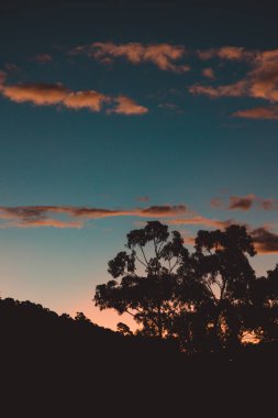Kışın Tazmanya 'da çekilen okaliptüs ağacı siluetleriyle dağların üzerinde turuncu günbatımı bulutları.