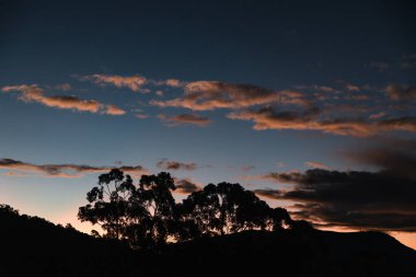 Kışın Tazmanya 'da çekilen okaliptüs ağacı siluetleriyle dağların üzerinde turuncu günbatımı bulutları.