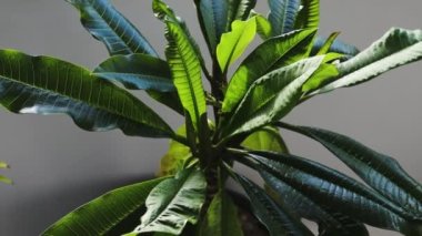 palm fronds and frangipani plant in pots indoor by the window with sunlight shining through