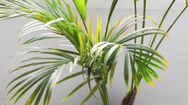 palm fronds and frangipani plant in pots indoor by the window with sunlight shining through