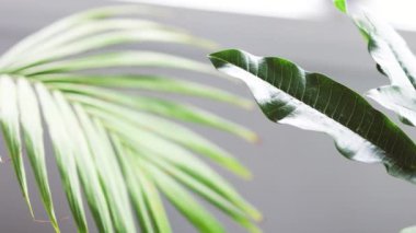 Palmiye yaprakları ve Frangipani bitkisi pencere kenarındaki tencerelerde güneş ışığı parlıyor.