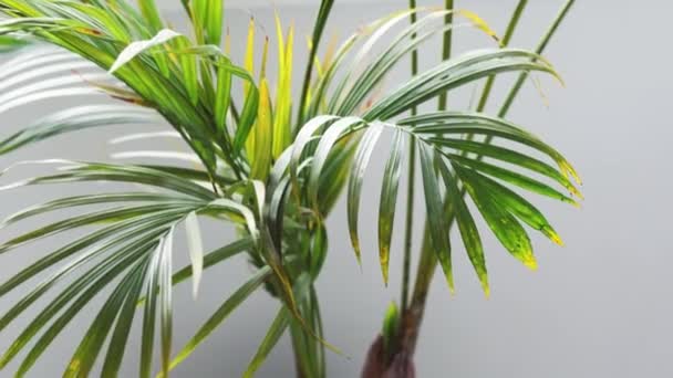 Palm Fronds Frangipani Plant Pots Indoor Window Sunlight Shining — Stock video