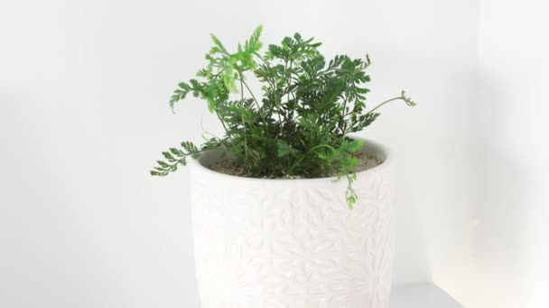 屋内庭園と家の植物 ミニマリストの組成物で白い壁に囲まれた棚の上に白い鍋室内の小さなシダ植物 — ストック動画