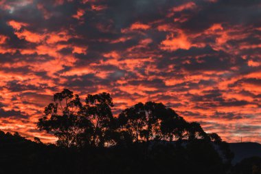 Kışın Tazmanya 'da çekilen okaliptüs ağacı siluetleriyle dağların üzerinde görkemli pembe günbatımı.