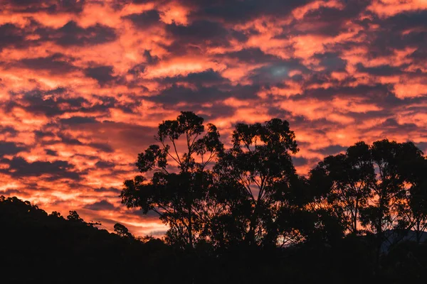 Majestätische Rosa Sonnenuntergang Über Den Bergen Mit Eukalyptusbäumen Silhouetten Tasmanien — Stockfoto