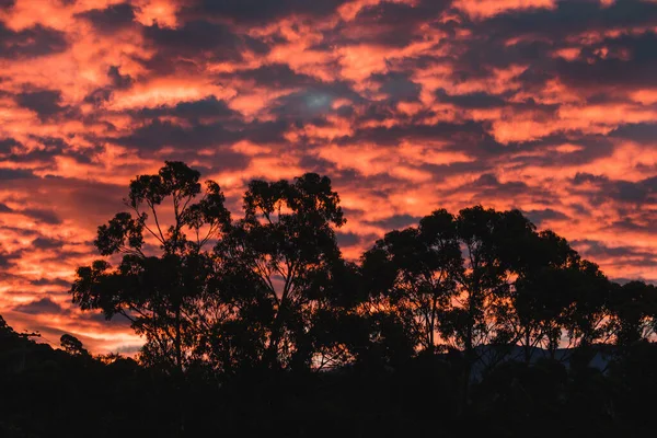 Majestätische Rosa Sonnenuntergang Über Den Bergen Mit Eukalyptusbäumen Silhouetten Tasmanien — Stockfoto