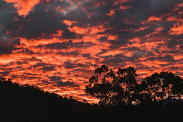 Majestätische Rosa Sonnenuntergang Über Den Bergen Mit Eukalyptusbäumen Silhouetten Tasmanien — Stockfoto