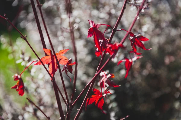 Červená Japonská Javor Rostlina Několika Listy Vlevo Detailní Záběr Mělké — Stock fotografie