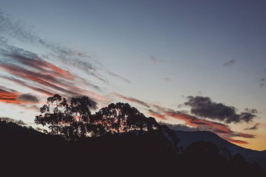 Kışın Tazmanya 'da çekilmiş okaliptüs ağacı siluetleriyle dağların üzerinde pembe günbatımı bulutları.