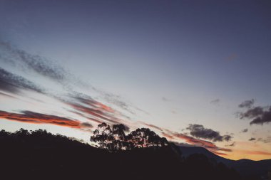 Kışın Tazmanya 'da çekilmiş okaliptüs ağacı siluetleriyle dağların üzerinde pembe günbatımı bulutları.