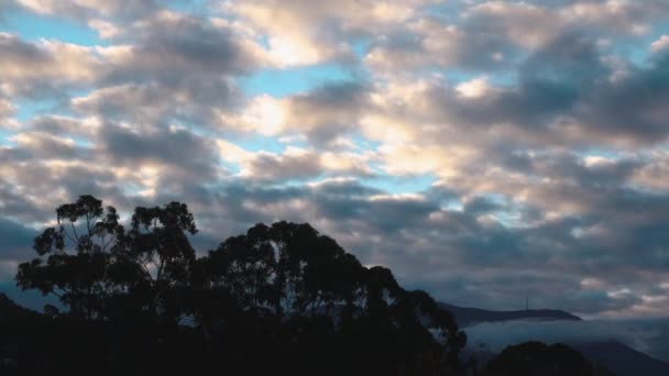 冬にオーストラリアのタスマニアで撮影された山の上を通過するユーカリの木と雲のタイムラプス — ストック動画