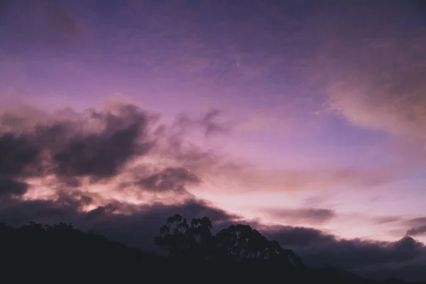 隆重的粉色落日笼罩着群山 冬季在塔斯马尼亚拍摄了桉树的轮廓 — 图库照片