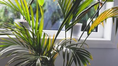 Palmiye yaprakları ve Frangipani bitkisi evin içinde, pencerenin yanında, arka bahçesinde bokeh 