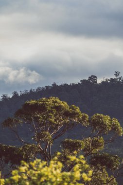 Yerli Avustralya okaliptüs ağacı, üzerinde altın ışık parlayan sık çalılarla çevrili.