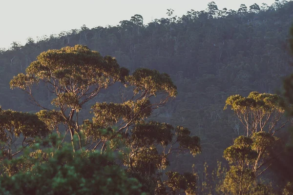 Nativní Australský Eukalyptový Strom Obklopený Hustou Keřovou Vegetací Zlatavým Světlem — Stock fotografie
