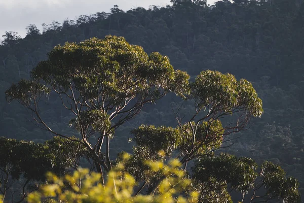 오스트레일리아 원주민 유칼립투스 고무나무 주변에 황금빛 빛으로 의나무들 — 스톡 사진