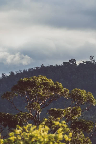Yerli Avustralya okaliptüs ağacı, üzerinde altın ışık parlayan sık çalılarla çevrili.